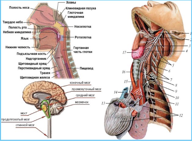 отделы головы и шеи