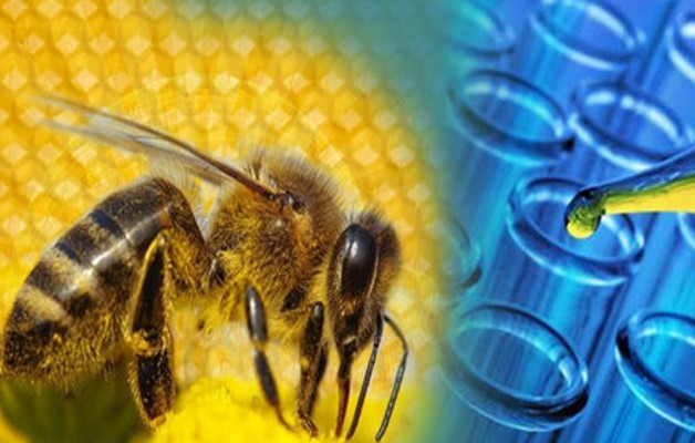 как-действует-пчелиный-яд