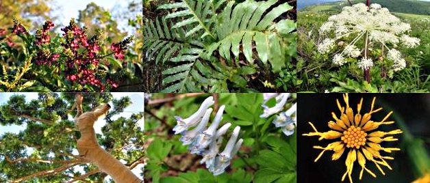 китайские травы коллаж