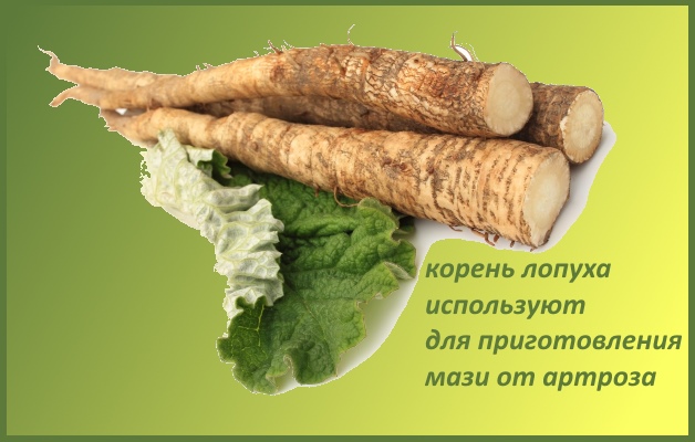 корень лопуха