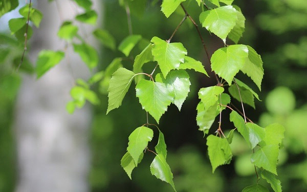 Листья березы