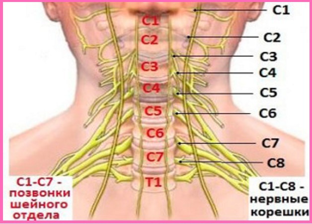 нумерация позвонков