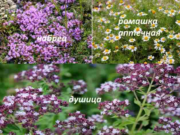 обезболивающие лекарственные травы