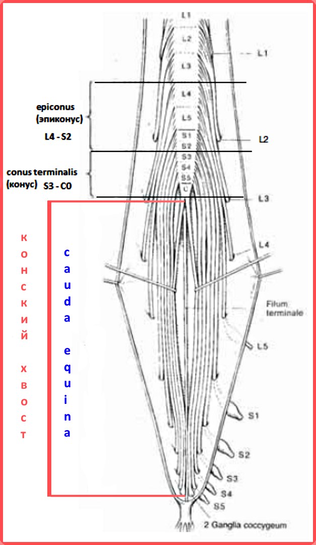 пояснично-кресцовый копчиковый отдел позвоночника