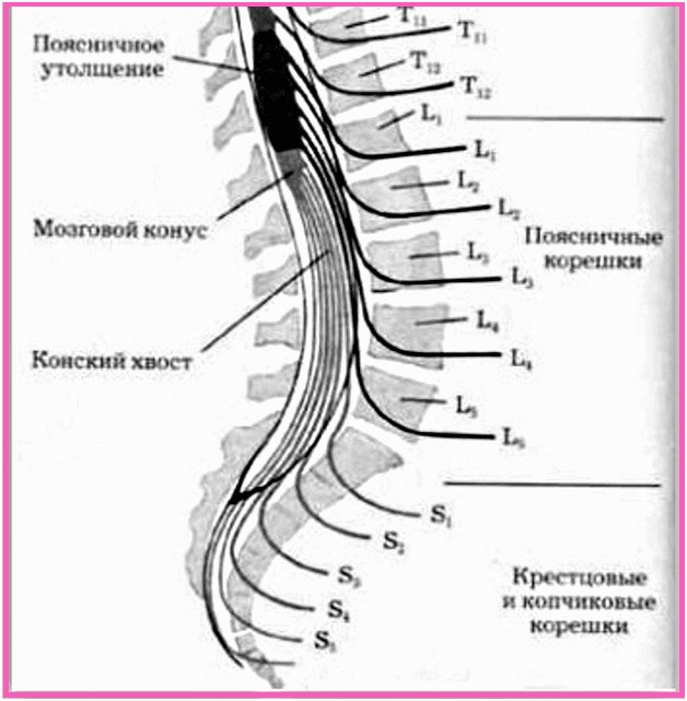 пояснично-кресцовый отдел