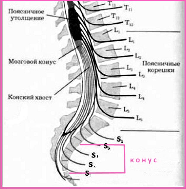 пояснично-кресцовый отдел конус