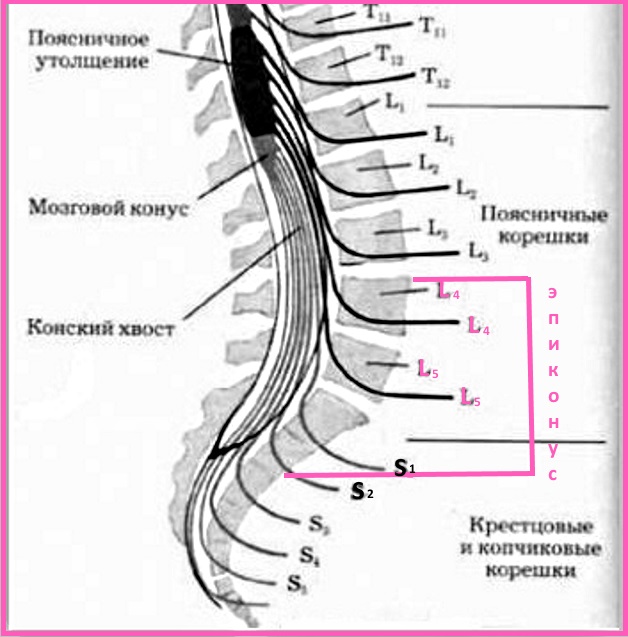 Остеохондроз пояснично-крестцового отдела позвоночника: симптомы и ...