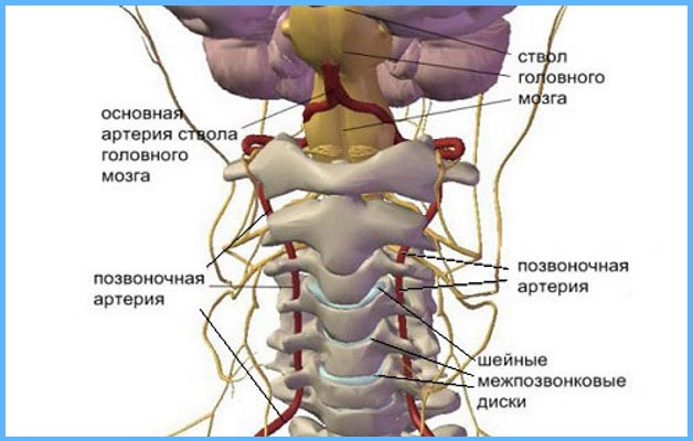 позвоночные артерии