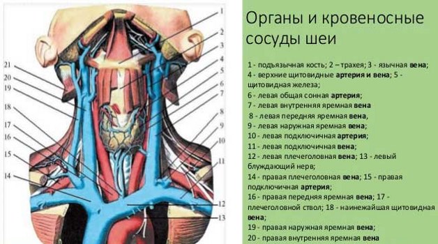 сосуды шеи