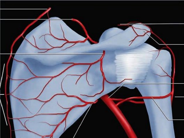 сосуды огибающие лопатку