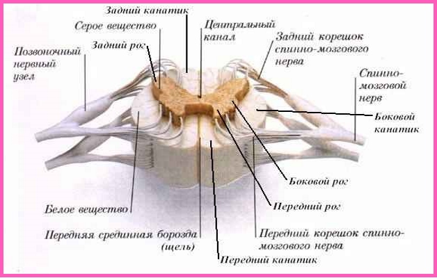 спинной мозг строение