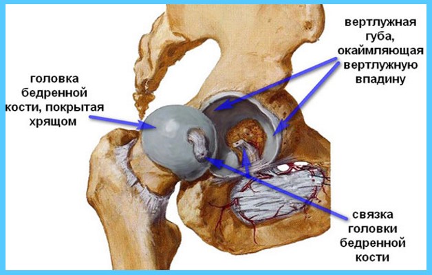 строение тазобедренного сустава