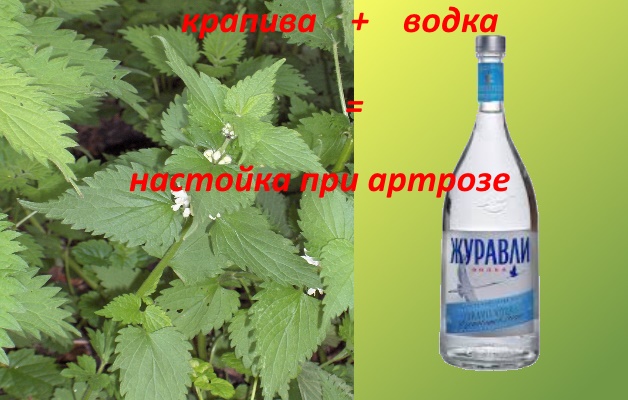 водочная настойка из крапивы