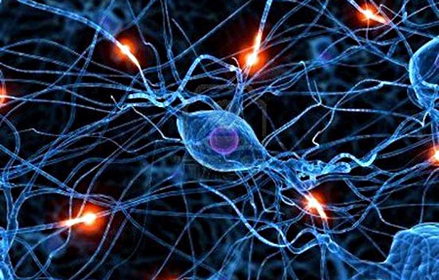 воздействие магнитного поля на клетки человека