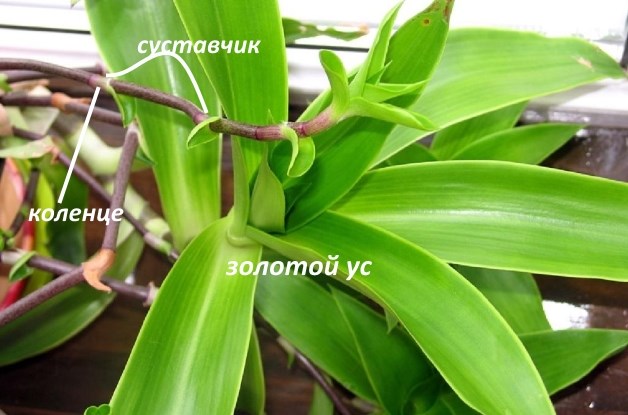 Зоолотой ус эффективен при артрите